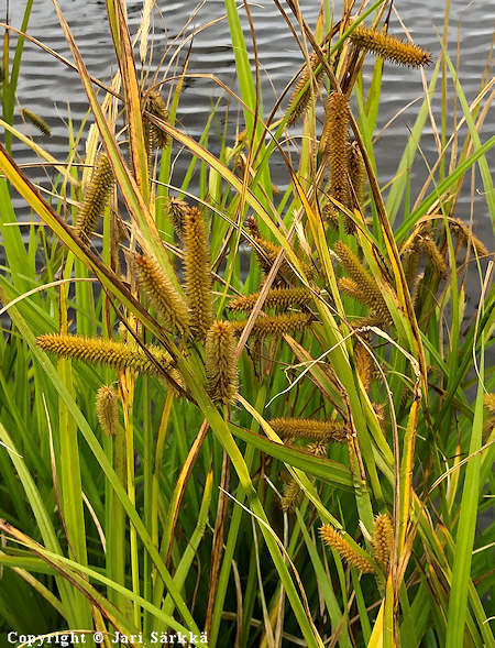 Carex pseudocyperus, varstasara